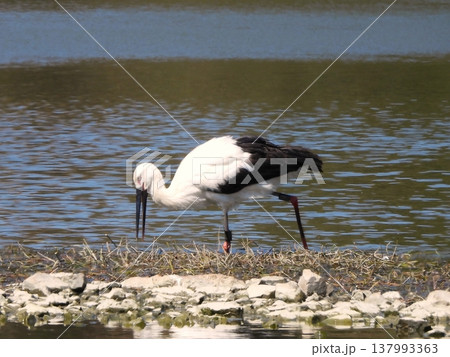 浅瀬を歩くコウノトリ 浅瀬を歩くコウノトリ 137993363