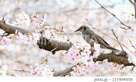 桜の木に止まるヒヨドリ 桜の木に止まるヒヨドリ 137994056