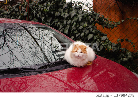 Red and white cat sitting on red car bumper. Cute fluffy kitty on car. Adorable kitten looking at camera, outdoor. Stray cat portrait. Homeless animal in downtown. Red cat with cute muzzle. Red and white cat sitting on red car bumper. Cute fluffy kitty on car. Adorable kitten looking at camera, outdoor. Stray cat portrait. Homeless animal in downtown. Red cat with cute muzzle. 137994279