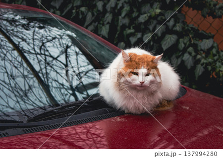 Red and white cat sitting on red car bumper. Cute fluffy kitty on car. Adorable kitten looking at camera, outdoor. Stray cat portrait. Homeless animal in downtown. Red cat with cute muzzle. Red and white cat sitting on red car bumper. Cute fluffy kitty on car. Adorable kitten looking at camera, outdoor. Stray cat portrait. Homeless animal in downtown. Red cat with cute muzzle. 137994280
