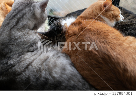 窓辺でくつろぐ三匹の猫 窓辺でくつろぐ三匹の猫 137994301