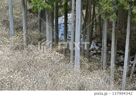 ミツマタの花 ミツマタの花 137994342