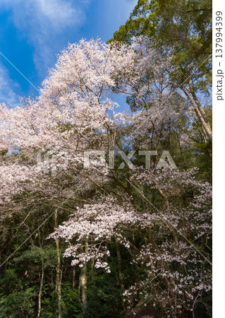 池野山のクマノザクラ：青空に映える満開の桜／和歌山古座川町 137994399