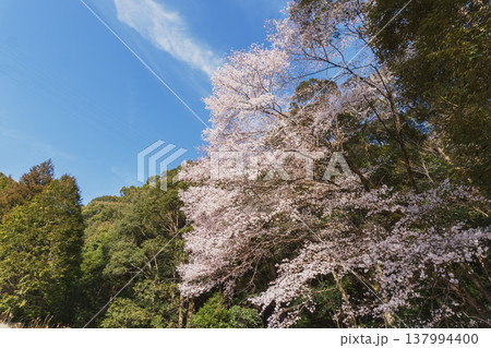 池野山のクマノザクラ:青空をバックに満開の桜/和歌山古座川町 池野山のクマノザクラ:青空をバックに満開の桜/和歌山古座川町 137994400