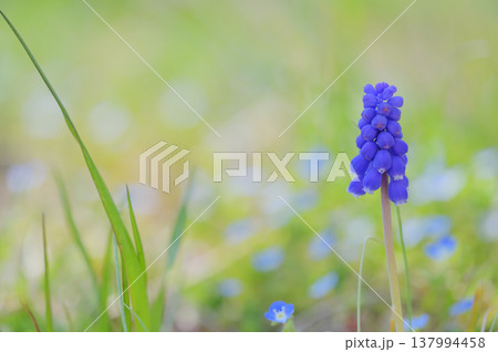 春の光に包まれたムスカリの一輪 137994458