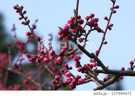 紅梅の花(蕾から満開まで)・2026年3月 紅梅の花(蕾から満開まで)・2026年3月 137994471