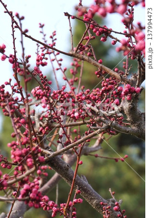 紅梅の花(蕾から満開まで)・2026年3月 137994473
