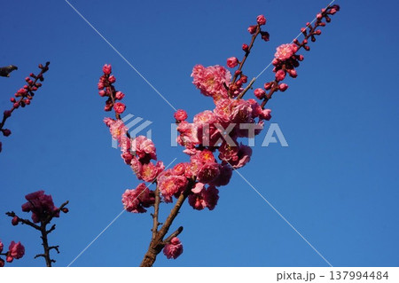 紅梅の花(蕾から満開まで)・2026年3月 紅梅の花(蕾から満開まで)・2026年3月 137994484