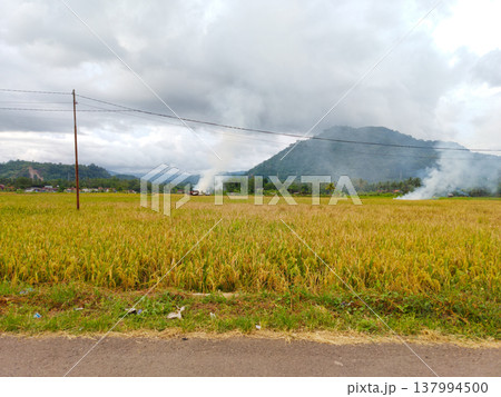 Golden fields stretch wide beneath a cloudy sky. Smoke curls from distant hills, hinting at burning crops. Quiet road runs along the field's edge. Vibrant yellow hues dominate the landscape Golden fields stretch wide beneath a cloudy sky. Smoke curls from distant hills, hinting at burning crops. Quiet road runs along the field's edge. Vibrant yellow hues dominate the landscape 137994500