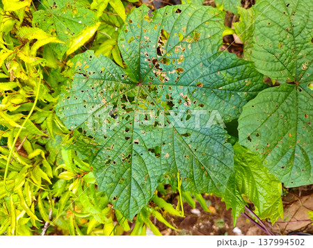 Large green leaf shows signs of pest damage. Yellow foliage contrasts with damaged green leaves. Natural outdoor setting suggests garden or farm environment Large green leaf shows signs of pest damage. Yellow foliage contrasts with damaged green leaves. Natural outdoor setting suggests garden or farm environment 137994502
