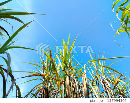 Tall green leaves frame a bright blue sky. Sunlight illuminates spiky fronds against clear atmosphere. Nature's vibrant textures contrast with deep azure backdrop. Ideal for tropical, outdoor 137994505