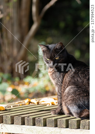 座って見つめる野良猫　 137994523