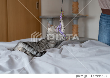 おもちゃで遊ぶ可愛い猫　サバトラ猫 137994525