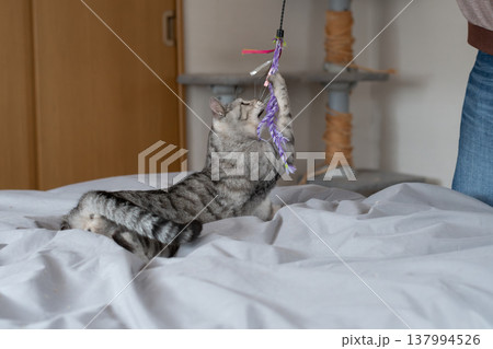 おもちゃで遊ぶ可愛い猫 サバトラ猫 おもちゃで遊ぶ可愛い猫 サバトラ猫 137994526