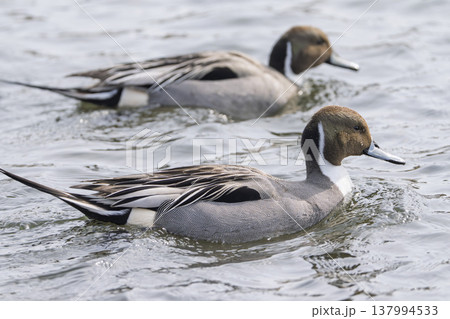 川を進むオナガガモ　早春の河川敷　宮城県蔵王町 137994533