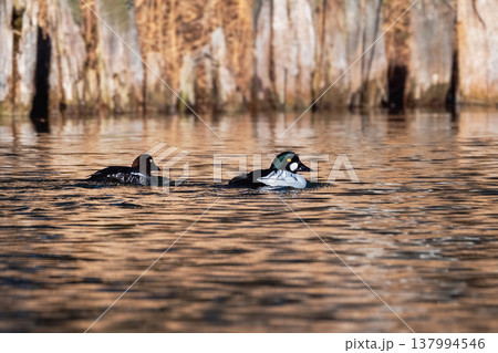 Two duck gogol across calm, sunlit water. Two duck gogol across calm, sunlit water. 137994546