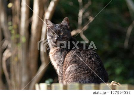 座って見つめる野良猫　 137994552
