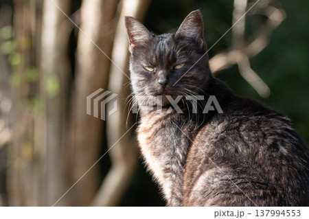 座って見つめる野良猫　 137994553