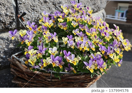 ハンギングの満開バーニーイヤービオラ 137994576