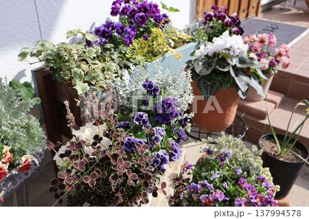 春の花の寄せ植え&寄せ鉢 春の花の寄せ植え&寄せ鉢 137994578