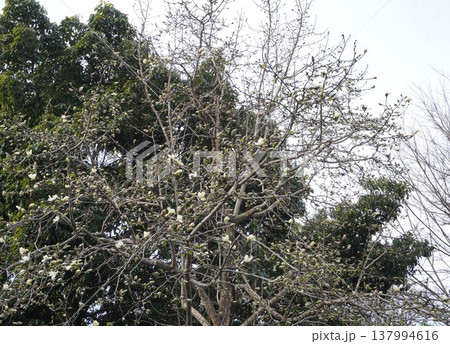 コブシの花 コブシの花 137994616