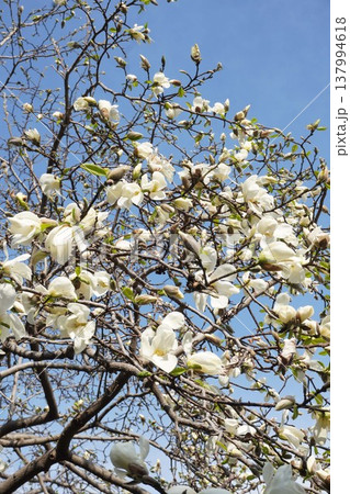 コブシの花 コブシの花 137994618