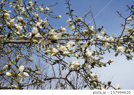 コブシの花 137994620
