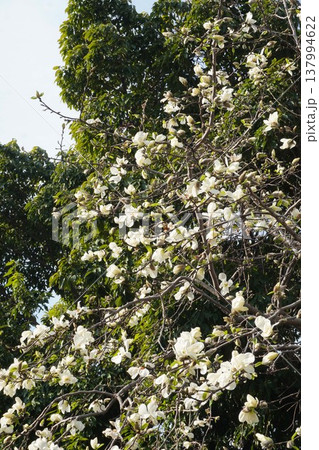 コブシの花 137994622