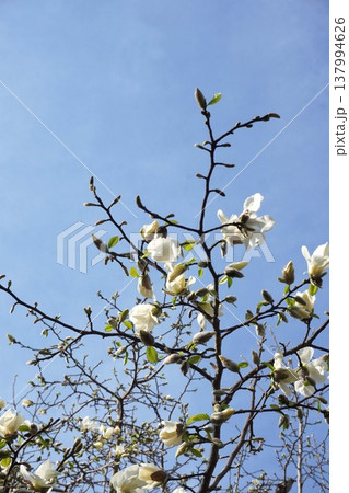 コブシの花 137994626