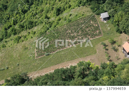 Green rows of grapevine under sun in Plesivica vineyard region, Nothern Croatia 137994659