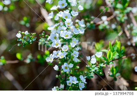 白いユキヤナギの花 白いユキヤナギの花 137994708