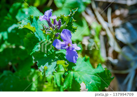 オオアラセイトウの紫色の花 137994709
