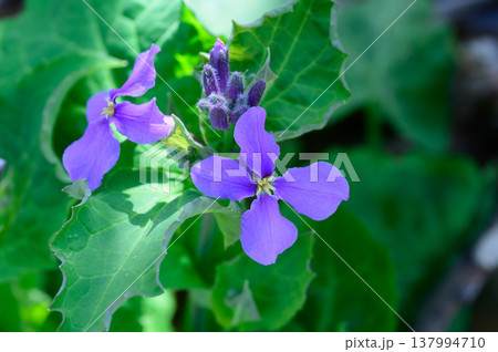 オオアラセイトウの紫色の花 137994710
