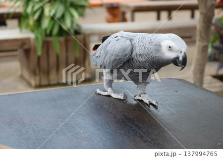 テーブルの上を歩くヨウム（グレーのオウム）のクローズアップ 137994765