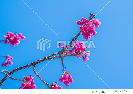 快晴の青空に映える寒緋桜 快晴の青空に映える寒緋桜 137994770