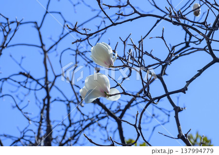 真っ青な空に映えるモクレンの白い花 真っ青な空に映えるモクレンの白い花 137994779