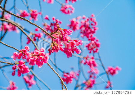 快晴の青空に映える寒緋桜 137994788