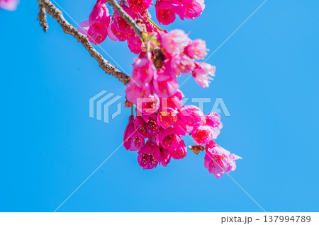 快晴の青空に映える寒緋桜 137994789