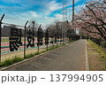 八王子富士森競技場 遊歩道の早咲き桜 137994905