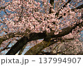八王子富士森競技場 遊歩道の早咲き桜 137994907