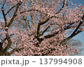 八王子富士森競技場 遊歩道の早咲き桜 137994908