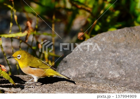 岩の上を歩くメジロ 自然の中の野鳥の動き 岩の上を歩くメジロ 自然の中の野鳥の動き 137994909
