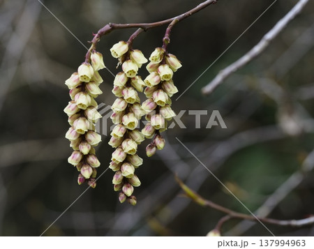 赤みを帯びたキブシの花 赤みを帯びたキブシの花 137994963