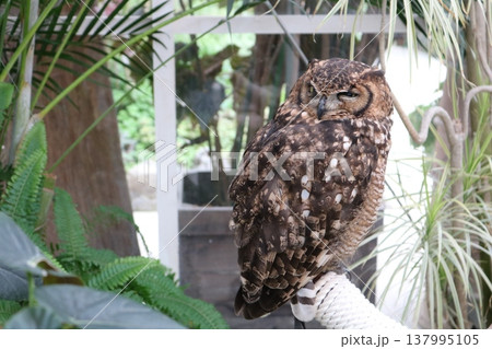 止まり木にとまるフクロウのクローズアップと自然背景 止まり木にとまるフクロウのクローズアップと自然背景 137995105