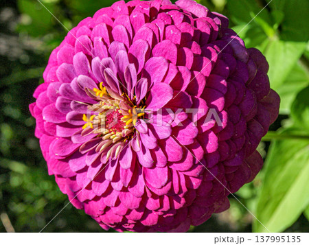 Red spherical flower of Zinnia elegans Red spherical flower of Zinnia elegans 137995135