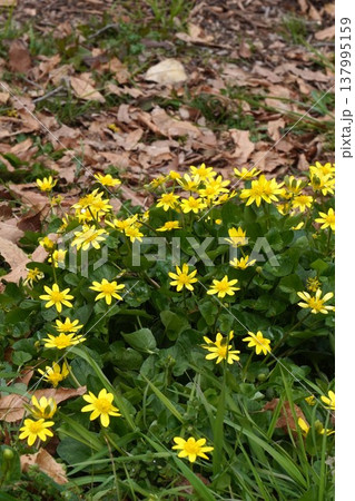 ヒメリュウキンカの黄色い花・2026年3月 ヒメリュウキンカの黄色い花・2026年3月 137995159
