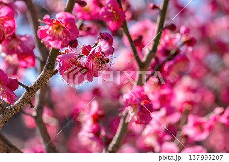 260321飛騨天満宮m062 137995207