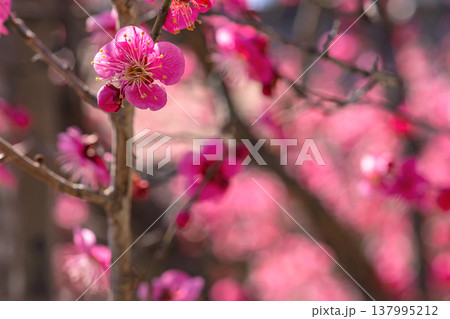 260321飛騨天満宮m071 260321飛騨天満宮m071 137995212