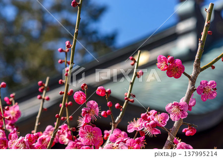 260321飛騨天満宮m073 260321飛騨天満宮m073 137995214
