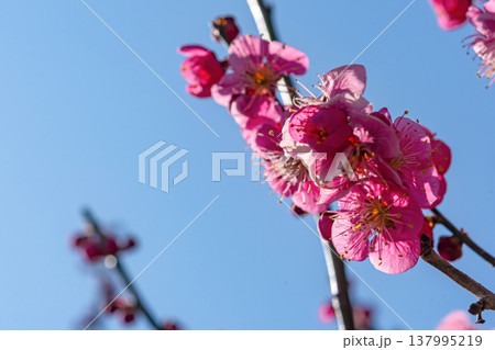 260321飛騨天満宮m086 260321飛騨天満宮m086 137995219